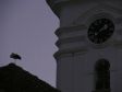 Tóbiás a parókia gólyája a templomgömb helyén